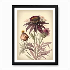 Echinacea Spices And Herbs Retro Drawing 2 Art Print