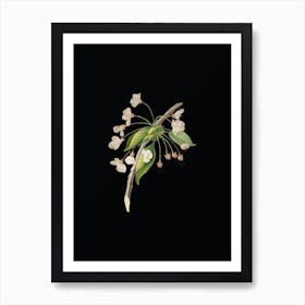 Vintage Cherry Plum Flower Botanical Illustration on Solid Black n.0411 Art Print