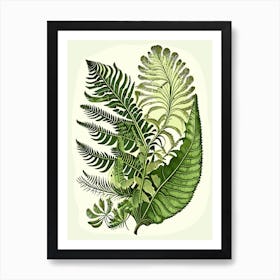 Interrupted Fern Wildflower Vintage Botanical Art Print