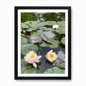 Water Lilies 1 Art Print