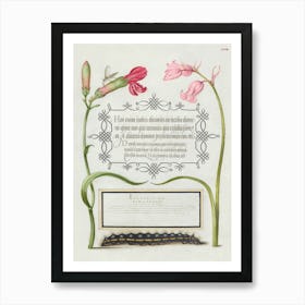 Imaginary Insect, Carnation, Bluebell, And Saturnid Caterpillar From Mira Calligraphiae Monumenta, Joris Hoefnagel Art Print