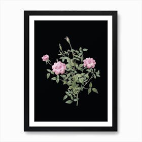 Vintage Dwarf Rosebush Botanical Illustration on Solid Black Art Print