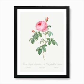 Burgundy Cabbage Rose, Pierre Joseph Redoute Art Print