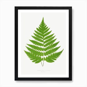 Ferns, Edward Joseph Lowe Art Print