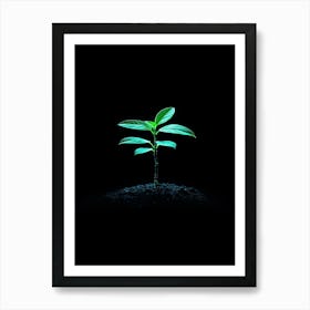 Green Plant On Black Background 6 Art Print