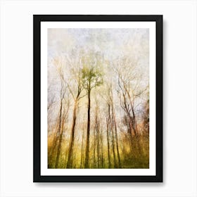 Trees Of The Forest Art Print