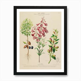 Botanical Illustration Of Plants Art Print