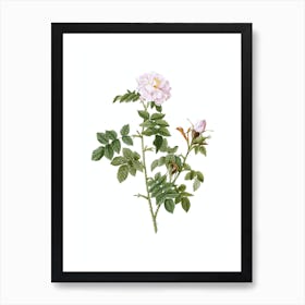 Vintage Pink Rosebush Botanical Illustration on Pure White n.0179 Art Print