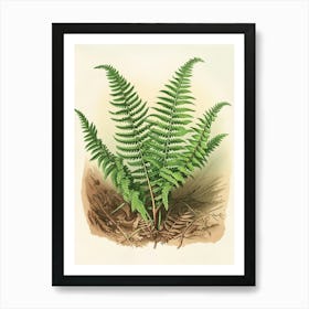 Vintage Illustration Sword Fern 3 Art Print