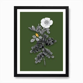Vintage Macartney Rose Black and White Gold Leaf Floral Art on Olive Green n.0401 Art Print