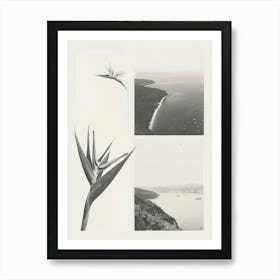 Bird Of Paradise Flower Photo Collage 2 Art Print