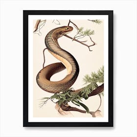 Brown Tree Snake 1 Vintage Art Print