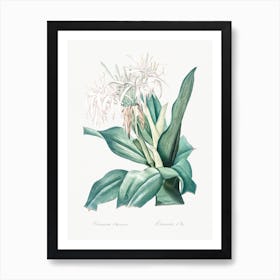 Poison Bulb Illustration From Les Liliacées, Pierre Joseph Redouté Art Print