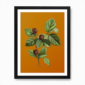 Vintage Carolina Allspice Flower Botanical on Sunset Orange n.0164 Art Print
