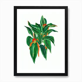 Stromanthe (Stromanthe Sanguinea) Watercolor Art Print
