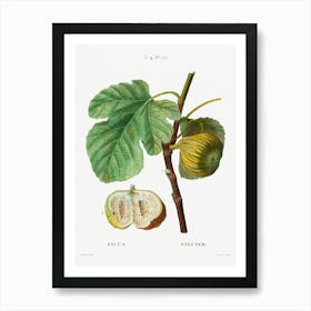 Fig, Pierre Joseph Redoute Art Print