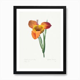 Mexican Shell, Pierre Joseph Redouté Art Print