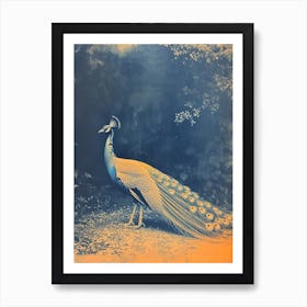 Blue & Orange Peacock In The Wild 2 Art Print