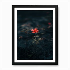 Single Flower In The Dark 99 Art Print