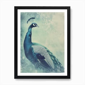 Peacock Vintage Cyanotype Portrait Inspired Turquoise Art Print