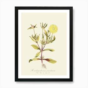 Yellow Daisy 3 Art Print