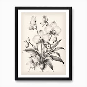 Orchids 1 Art Print