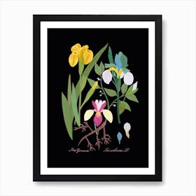 Iris Botanical Art Print