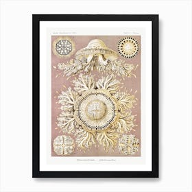 Discomedusae–Schweibenquallen, Ernst Haeckel Art Print