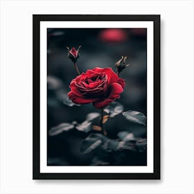 Dark Rose 96 Art Print