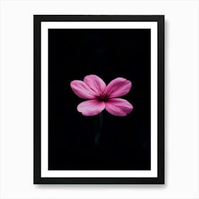 Single Pink Flower On A Black Background 1 Poster