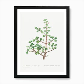 Portulacaria Afra, Pierre Joseph Redoute Art Print