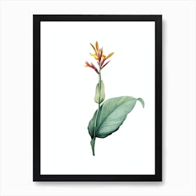 Vintage Indian Shot Botanical Illustration on Pure White n.0734 Art Print