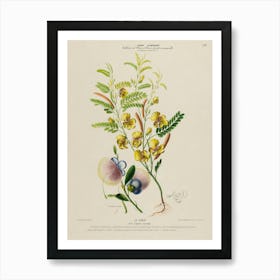 Yellow Flower - Botanical Illustration Art Print