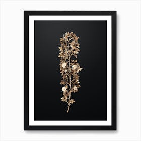 Gold Botanical Cuspidate Rose on Wrought Iron Black n.4724 Art Print