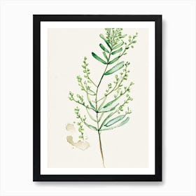 Shepherd's Purse Herb Minimalist Watercolour 2 Art Print