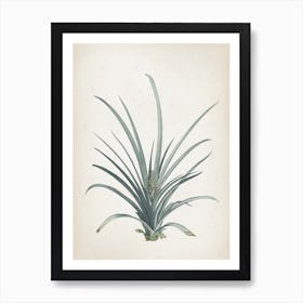 Vintage Redouté 2 Bromelia Ananas Art Print