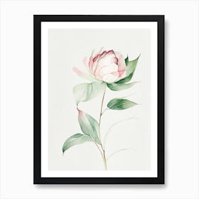 Peony Leaf Minimalist Watercolour 2 Art Print