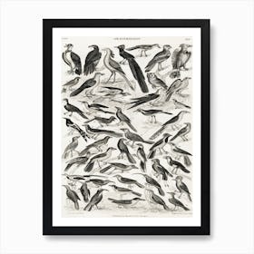 Ornithology, Oliver Goldsmith 5 Poster