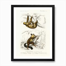 Three Toed Sloth (Bradypus Ustus) And Aye Aye (Cheiromys Madagascariensis), Charles Dessalines D' Orbigny Art Print