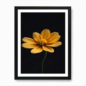 Yellow Daisy Art Print