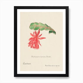 Orchid Cactus, Familie Der Cacteen 1 Art Print