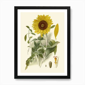 Sunflower 1 Art Print