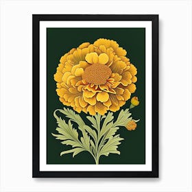 Marigold Wildflower Vintage Botanical 1 Art Print