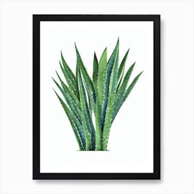 Aloe Vera Or Burn Plant (Aloe Barbadensis) Watercolor Art Print