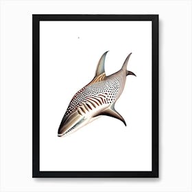 Zebra Shark Vintage Art Print