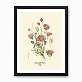 Botanical Print 7 Art Print