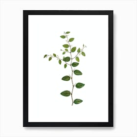 Vintage Christ's Thorn Botanical Illustration on Pure White n.0663 Art Print