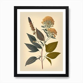 Boneset Spices And Herbs Retro Drawing 3 Art Print