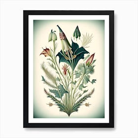 Arrowhead Wildflower Vintage Botanical Art Print