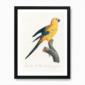 The Sun Parakeet From Natural History Of Parrots, Francois Levaillant Art Print